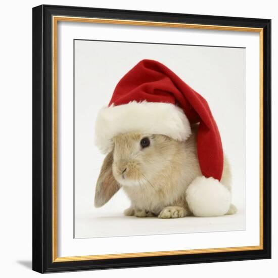 Rabbit Wearing a Father Christmas Hat-Jane Burton-Framed Photographic Print