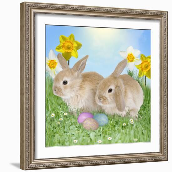 Rabbit with Easter Eggs and Daffodils-null-Framed Photographic Print