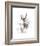 Rabbit-Philippe Debongnie-Framed Art Print