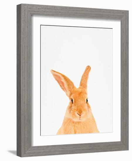 Rabbit-Tai Prints-Framed Photographic Print