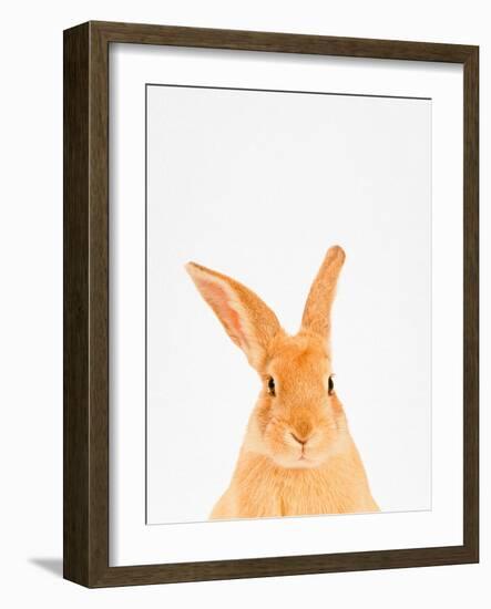 Rabbit-Tai Prints-Framed Photographic Print