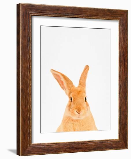 Rabbit-Tai Prints-Framed Photographic Print