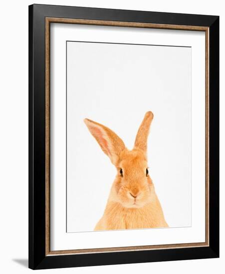 Rabbit-Tai Prints-Framed Photographic Print