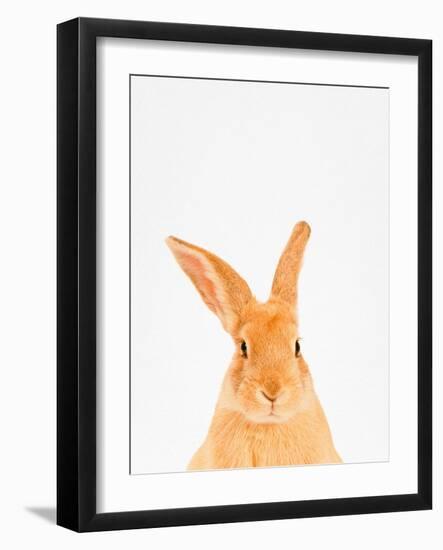 Rabbit-Tai Prints-Framed Photographic Print