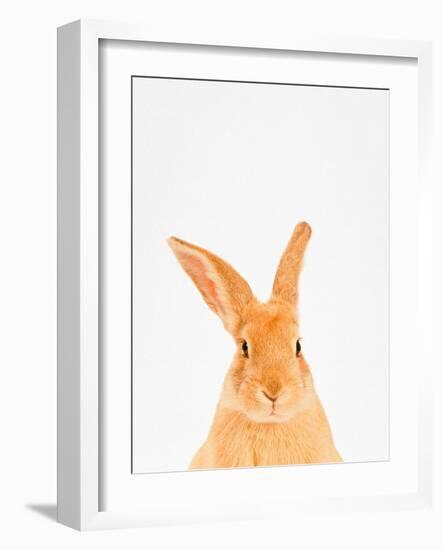 Rabbit-Tai Prints-Framed Photographic Print