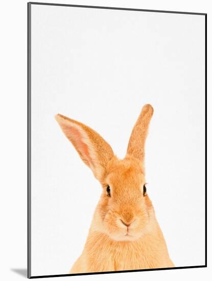 Rabbit-Tai Prints-Mounted Photographic Print