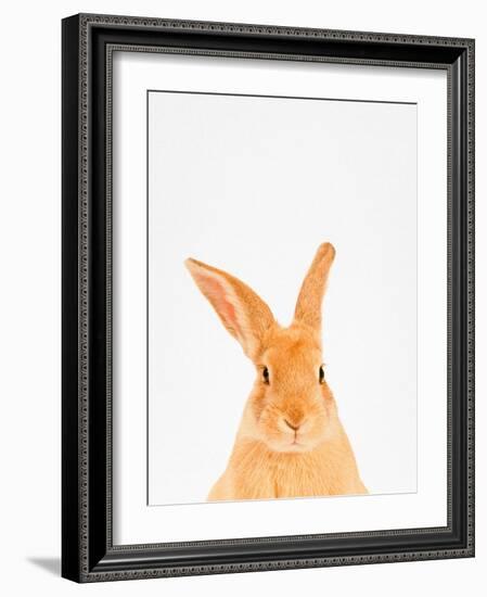 Rabbit-Tai Prints-Framed Photographic Print