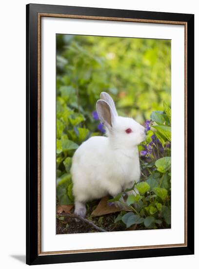 Rabbit-null-Framed Photographic Print