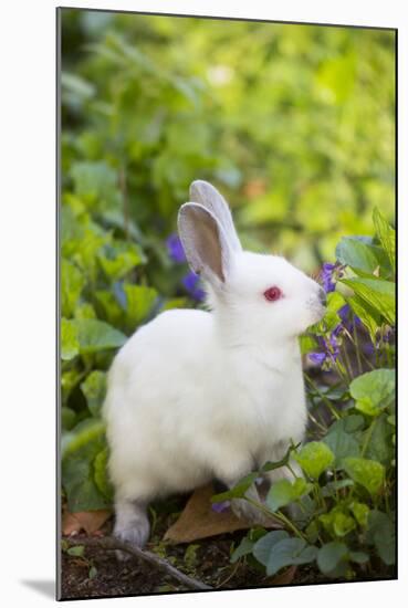 Rabbit-null-Mounted Photographic Print