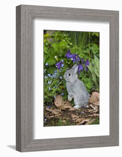 Rabbit-Lynn M^ Stone-Framed Photographic Print