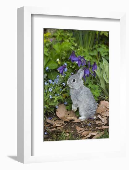 Rabbit-Lynn M^ Stone-Framed Photographic Print