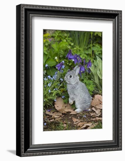 Rabbit-Lynn M^ Stone-Framed Photographic Print