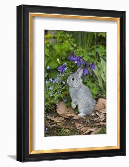 Rabbit-Lynn M^ Stone-Framed Photographic Print