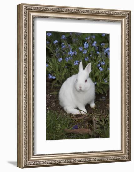 Rabbit-Lynn M^ Stone-Framed Photographic Print