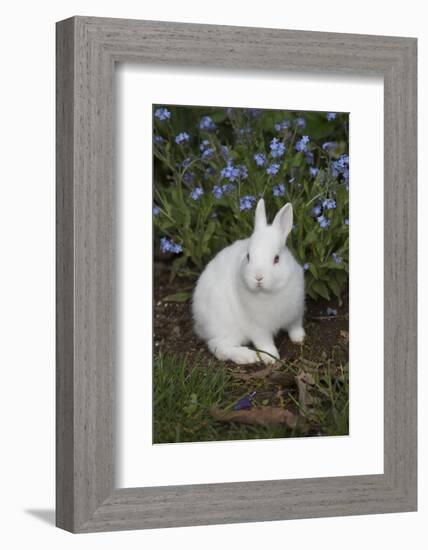 Rabbit-Lynn M^ Stone-Framed Photographic Print