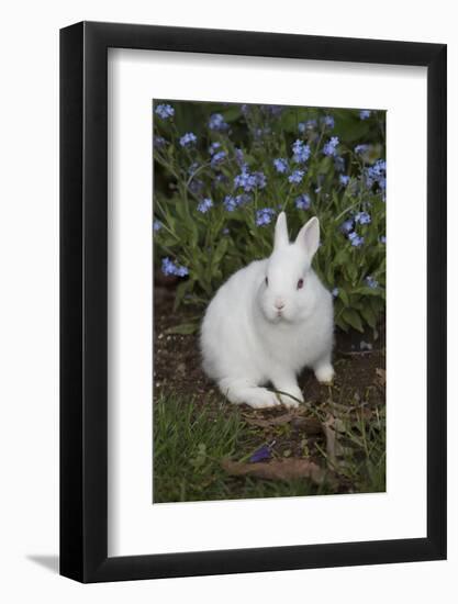 Rabbit-Lynn M^ Stone-Framed Photographic Print