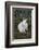 Rabbit-Lynn M^ Stone-Framed Photographic Print