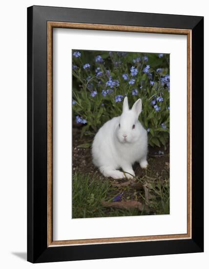 Rabbit-Lynn M^ Stone-Framed Photographic Print