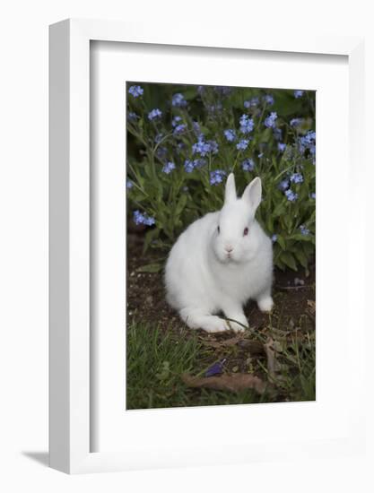 Rabbit-Lynn M^ Stone-Framed Photographic Print