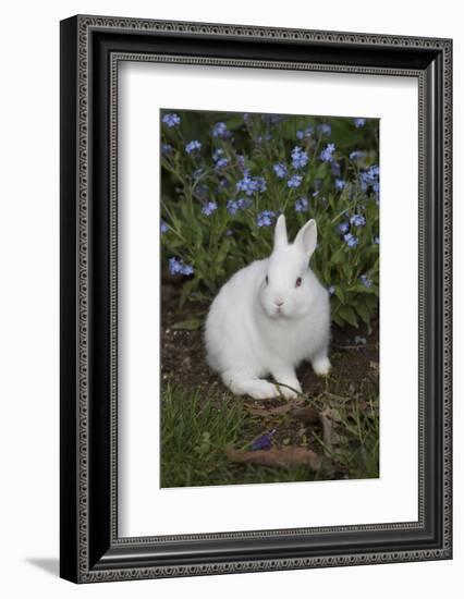 Rabbit-Lynn M^ Stone-Framed Photographic Print