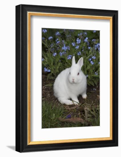 Rabbit-Lynn M^ Stone-Framed Photographic Print