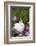 Rabbit-Lynn M^ Stone-Framed Photographic Print