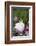 Rabbit-Lynn M^ Stone-Framed Photographic Print