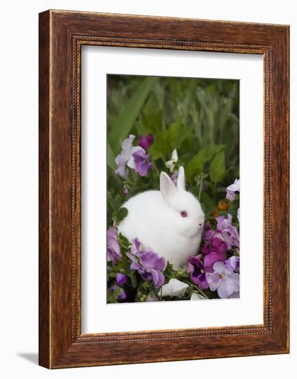 Rabbit-Lynn M^ Stone-Framed Photographic Print