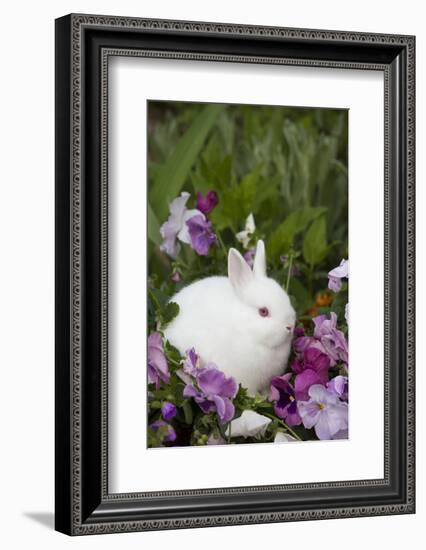 Rabbit-Lynn M^ Stone-Framed Photographic Print