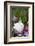 Rabbit-Lynn M^ Stone-Framed Photographic Print