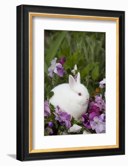 Rabbit-Lynn M^ Stone-Framed Photographic Print