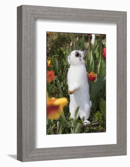 Rabbit-Lynn M^ Stone-Framed Photographic Print