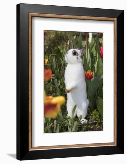 Rabbit-Lynn M^ Stone-Framed Photographic Print