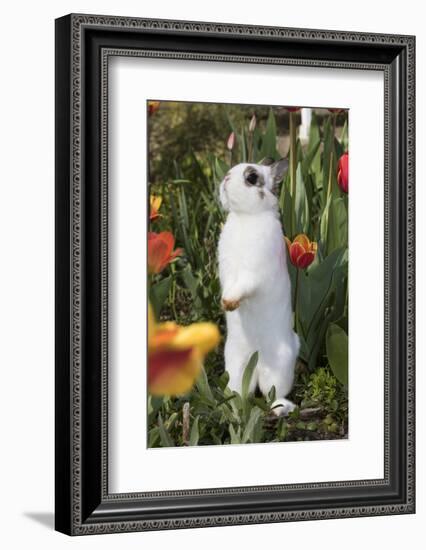 Rabbit-Lynn M^ Stone-Framed Photographic Print