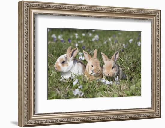 Rabbit-Lynn M^ Stone-Framed Photographic Print