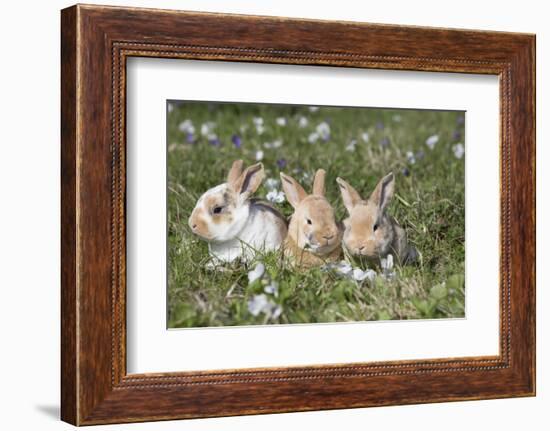 Rabbit-Lynn M^ Stone-Framed Photographic Print