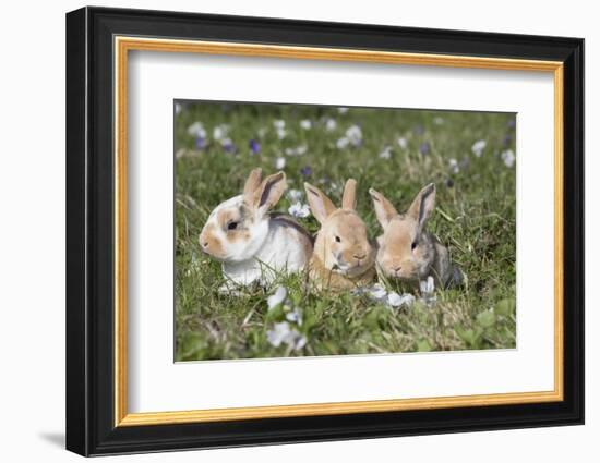 Rabbit-Lynn M^ Stone-Framed Photographic Print