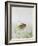 Rabbit-Jane Neville-Framed Giclee Print