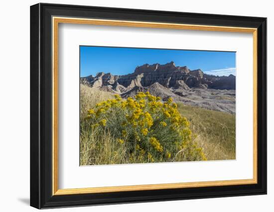 Rabbitbrush and Grasslands, Badland National Park, South Dakota-Howie Garber-Framed Photographic Print