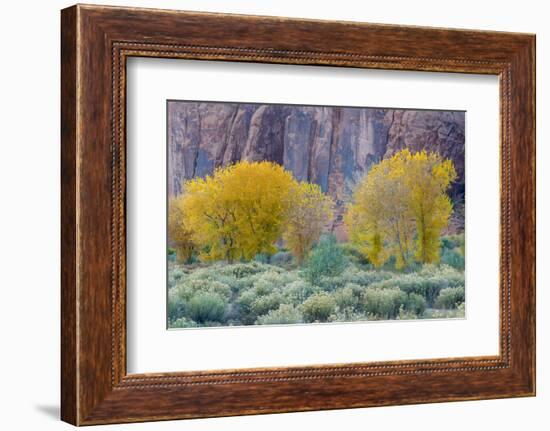 Rabbitbrush Outside of Moab, Utah-Howie Garber-Framed Photographic Print