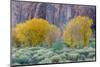 Rabbitbrush Outside of Moab, Utah-Howie Garber-Mounted Photographic Print