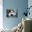 Rabbiting on the Phone-null-Photographic Print displayed on a wall