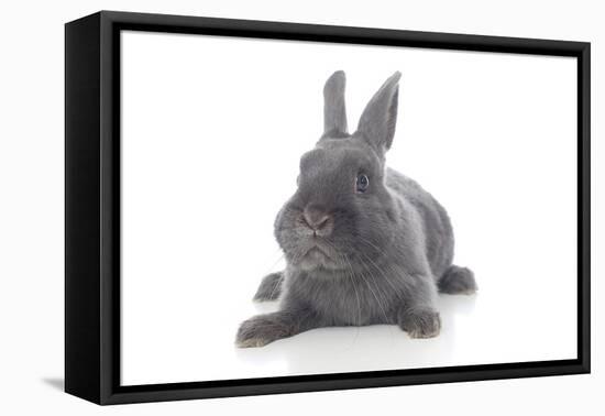 Rabbits 001-Andrea Mascitti-Framed Premier Image Canvas