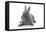 Rabbits 001-Andrea Mascitti-Framed Premier Image Canvas