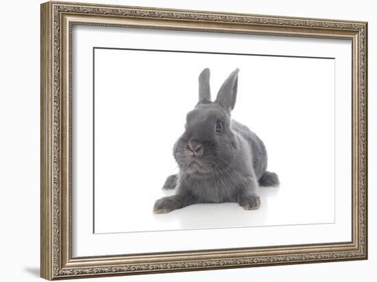 Rabbits 001-Andrea Mascitti-Framed Photographic Print