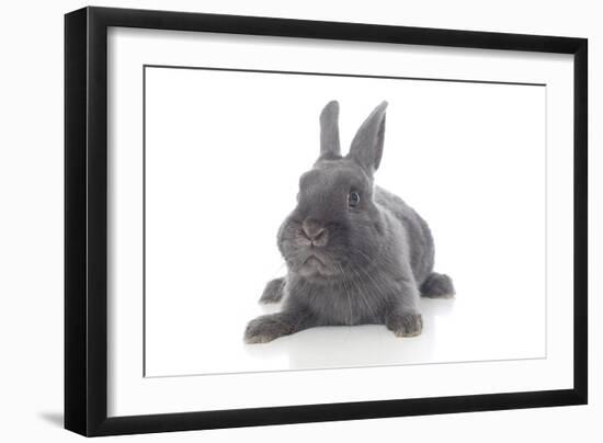 Rabbits 001-Andrea Mascitti-Framed Photographic Print