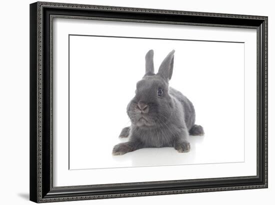 Rabbits 001-Andrea Mascitti-Framed Photographic Print