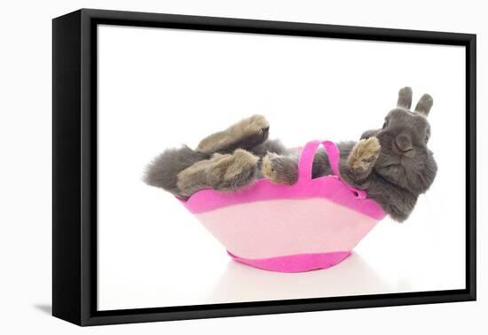 Rabbits 004-Andrea Mascitti-Framed Premier Image Canvas