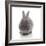 Rabbits 005-Andrea Mascitti-Framed Photographic Print