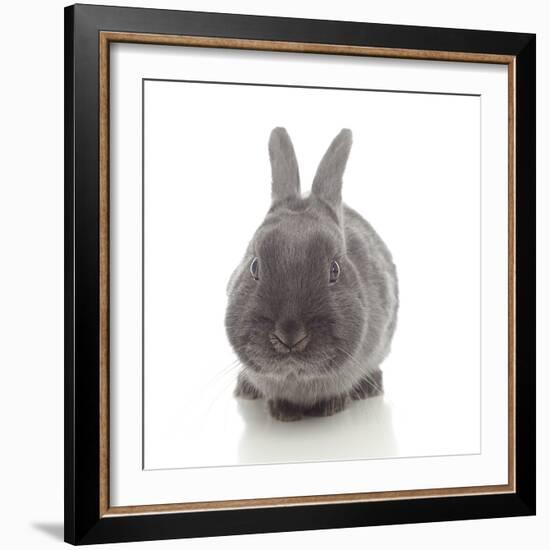 Rabbits 005-Andrea Mascitti-Framed Photographic Print